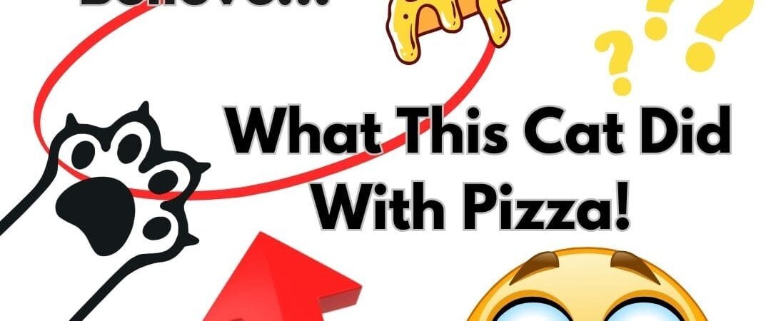 The cat and the pizza headlines and image