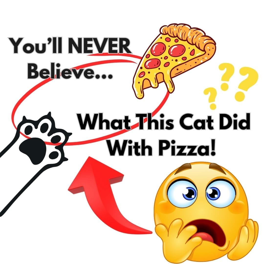 The cat and the pizza headlines and image