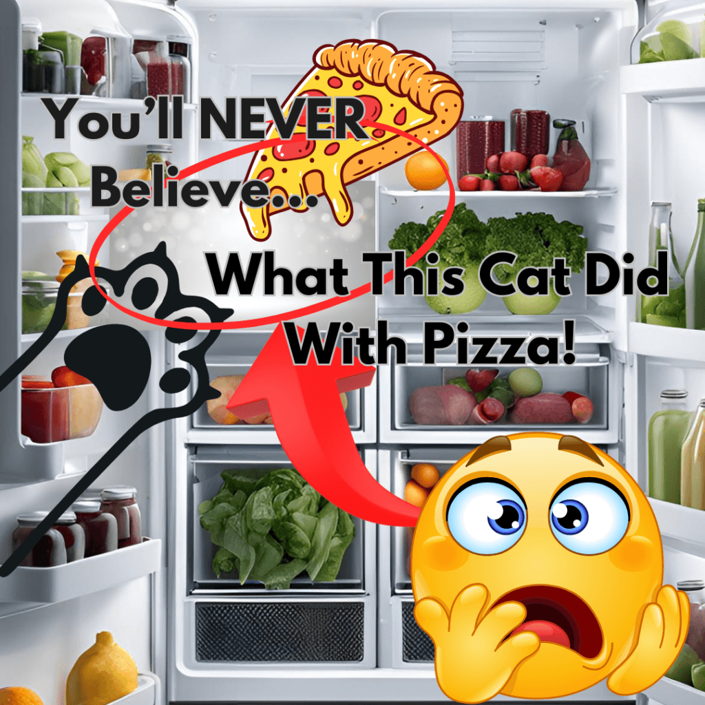 The cat and the pizza